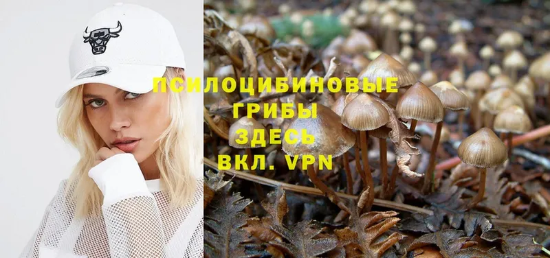 Галлюциногенные грибы Magic Shrooms  купить  цена  Касимов 